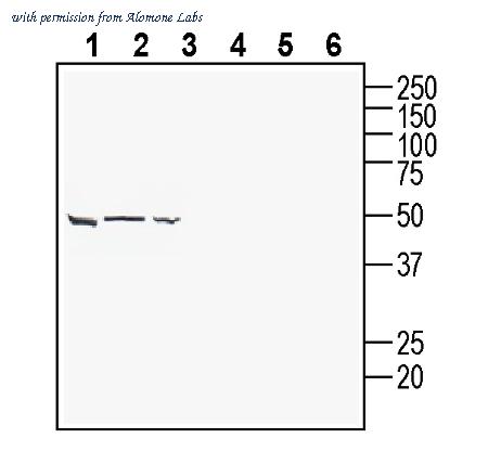 Alomone Labs ANR-177 image 2