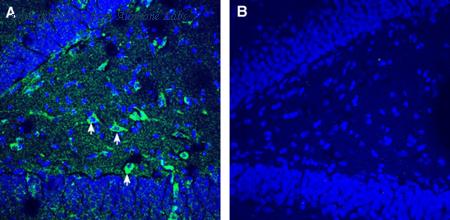 Alomone Labs ANR-177 image 3