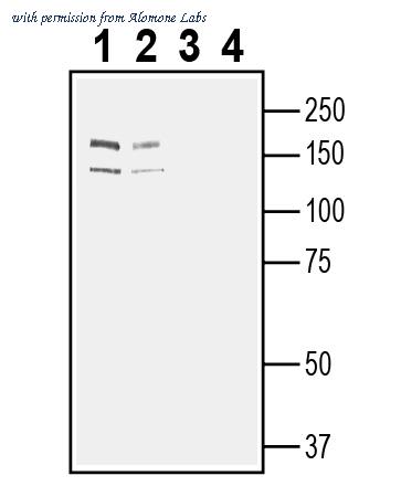 Alomone Labs ANR-182 image 1
