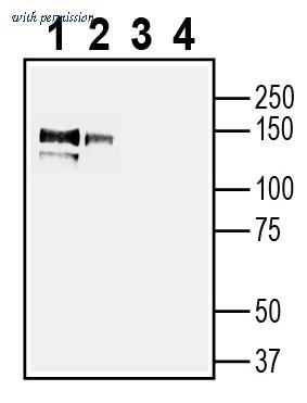 Alomone Labs ANR-182 image 2