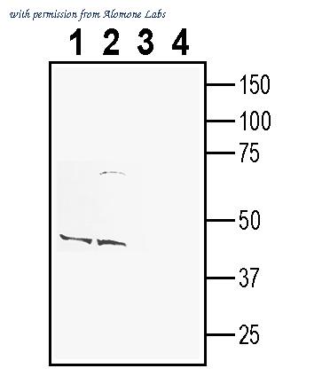 Alomone Labs ANR-201 image 1