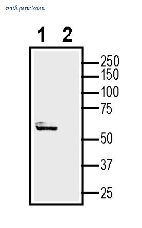 Alomone Labs ANR-201 image 3