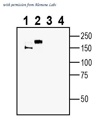 Alomone Labs ANR-205 image 1