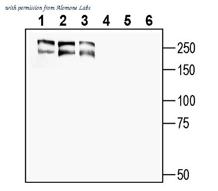 Alomone Labs ANR-205 image 2