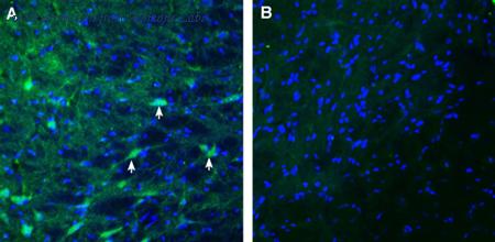 Alomone Labs ANR-205 image 3