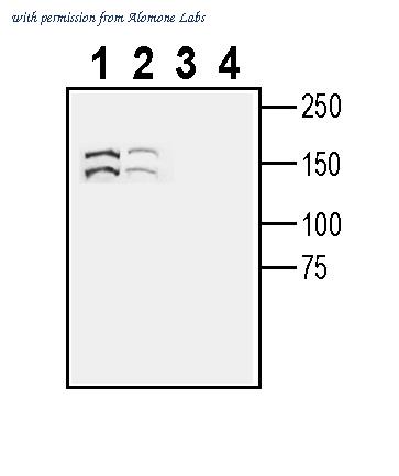 Alomone Labs ANR-206 image 1