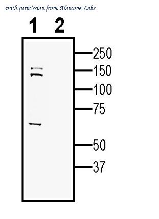Alomone Labs ANR-206 image 2