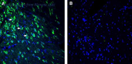 Alomone Labs ANR-206 image 3