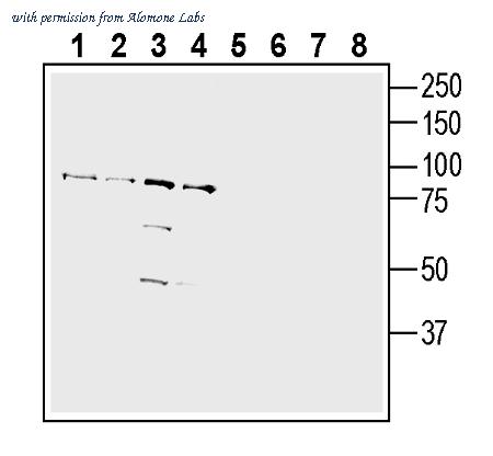 Alomone Labs ANR-208 image 2