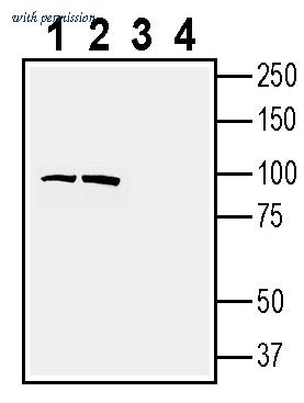 Alomone Labs ANR-212 image 1