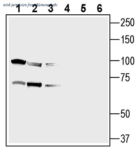 Alomone Labs ANR-212 image 2