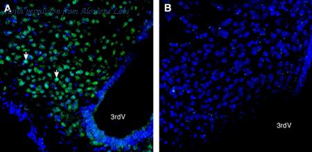 Alomone Labs ANR-212 image 3