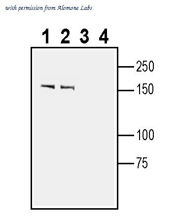 Alomone Labs ANR-221 image 1