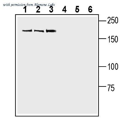Alomone Labs ANR-221 image 2