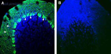 Alomone Labs ANR-221 image 3