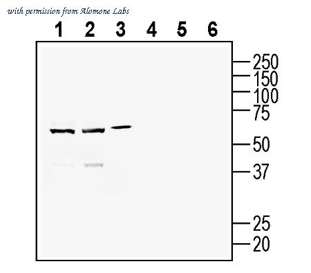 Alomone Labs ANT-067 image 1