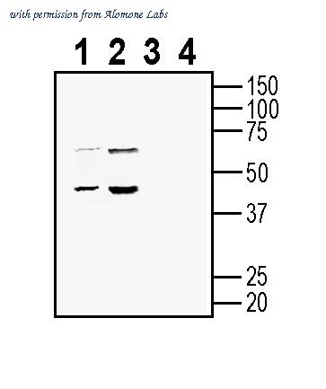 Alomone Labs ANT-122 image 1