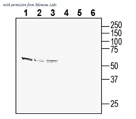 Alomone Labs ANT-122 image 2
