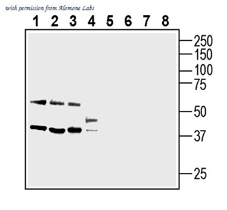 Alomone Labs ANT-174 image 1