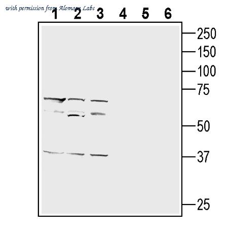 Alomone Labs ANT-174 image 2