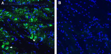 Alomone Labs ANT-174 image 3