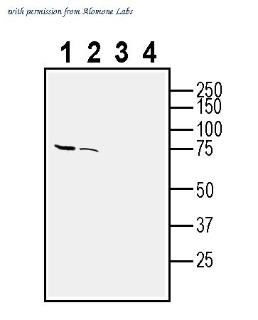 Alomone Labs AOR-023 image 1