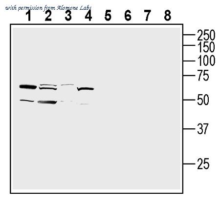 Alomone Labs AOR-023 image 3
