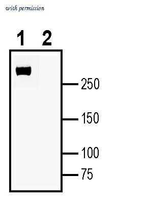 Alomone Labs APR-084 image 2