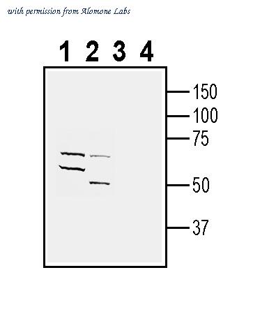 Alomone Labs ASR-038 image 1