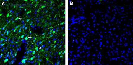 Alomone Labs ASR-038 image 3