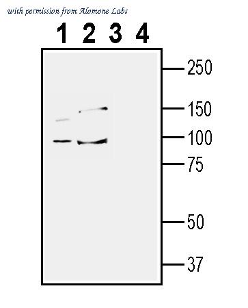 Alomone Labs ATR-031 image 1