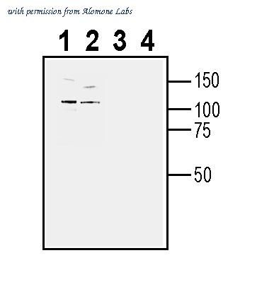 Alomone Labs ATR-031 image 2