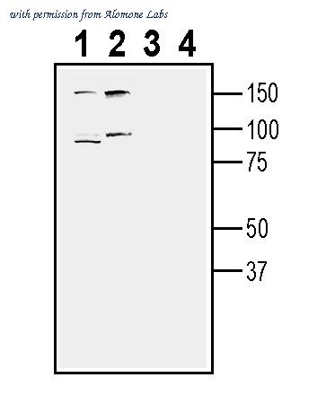 Alomone Labs ATR-031 image 3