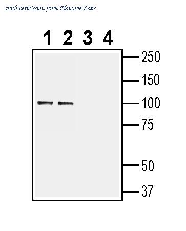 Alomone Labs AZT-010 image 1