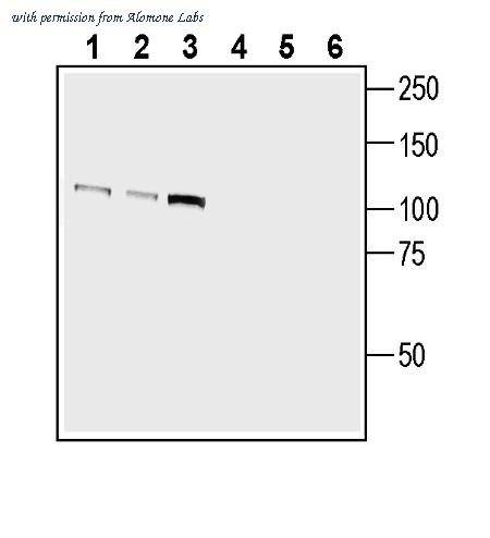 Alomone Labs AZT-010 image 2