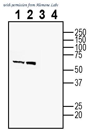 Alomone Labs AZT-014 image 1