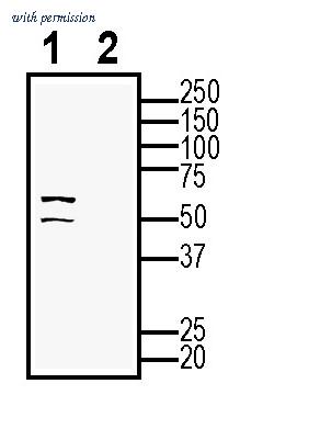 Alomone Labs AZT-014 image 2
