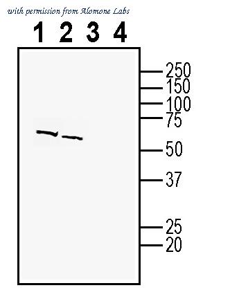 Alomone Labs AZT-014 image 3
