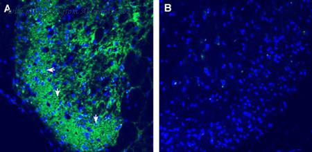 Alomone Labs RIC-001-AG image 1