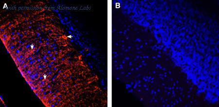 Alomone Labs RIC-001-AO image 1