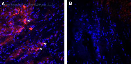 Alomone Labs RIC-001-AO image 2