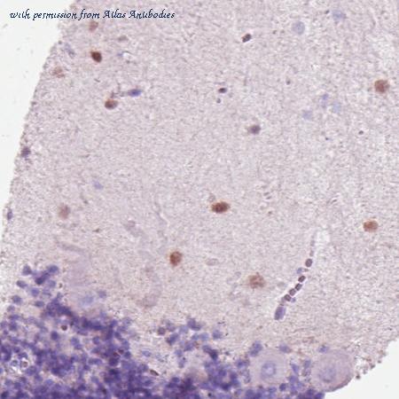 Atlas Antibodies AMAb90630 image 2