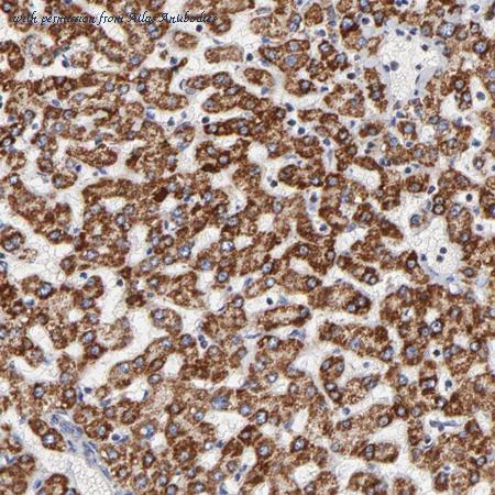 Atlas Antibodies AMAb91005 image 1