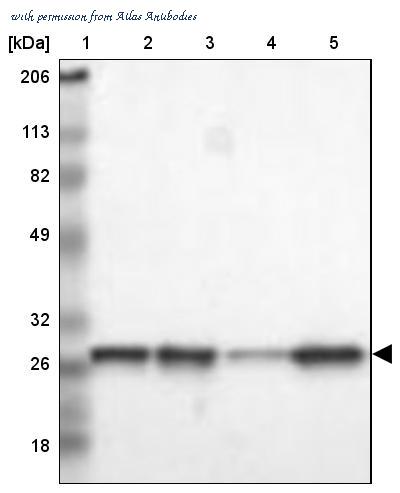 Atlas Antibodies AMAb91005 image 2