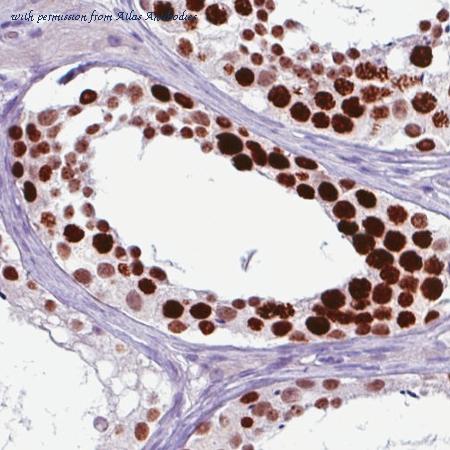 Atlas Antibodies AMAb90541 image 1