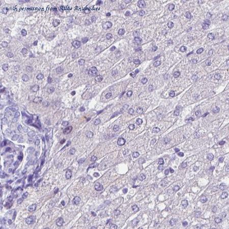 Atlas Antibodies AMAb90541 image 2