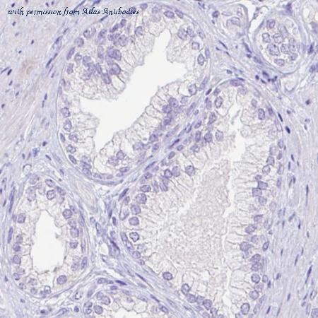 Atlas Antibodies AMAb90545 image 2