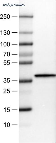 Atlas Antibodies AMAb90545 image 3