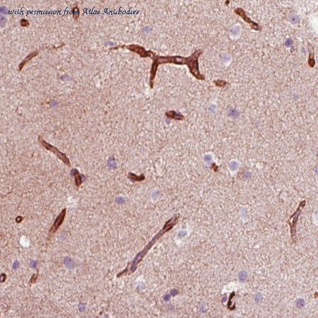 Atlas Antibodies AMAb90556 image 1