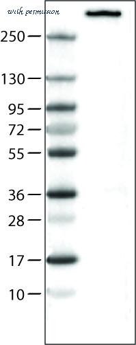 Atlas Antibodies AMAb90556 image 3